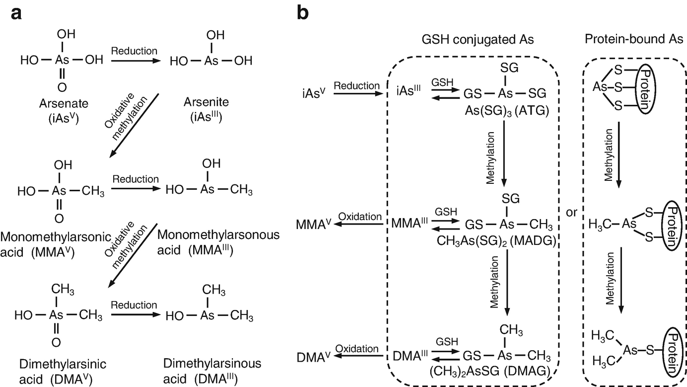 Arsenic Metabolism And Toxicity In Humans And Animals Racial And Species Differences Springerlink