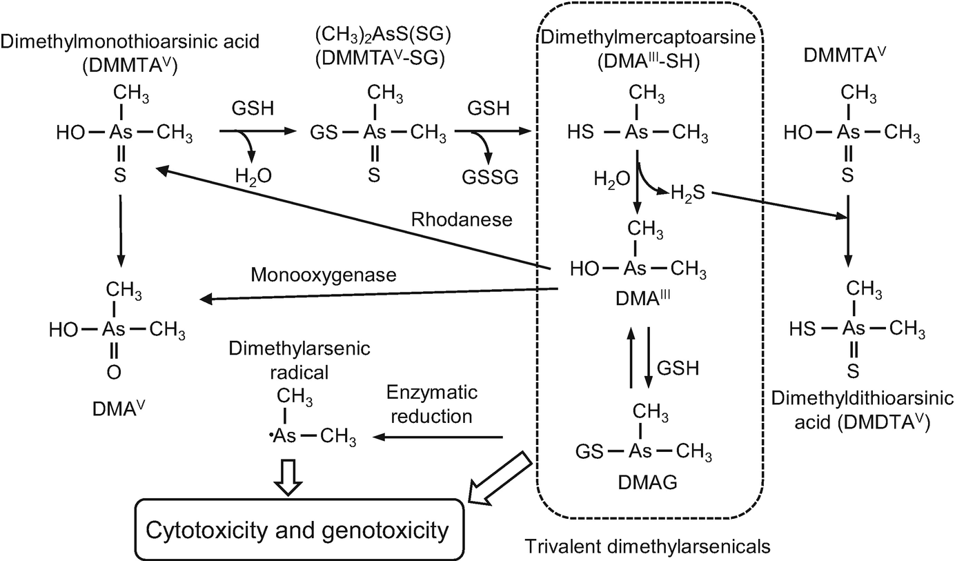 Arsenic Metabolism And Toxicity In Humans And Animals Racial And Species Differences Springerlink