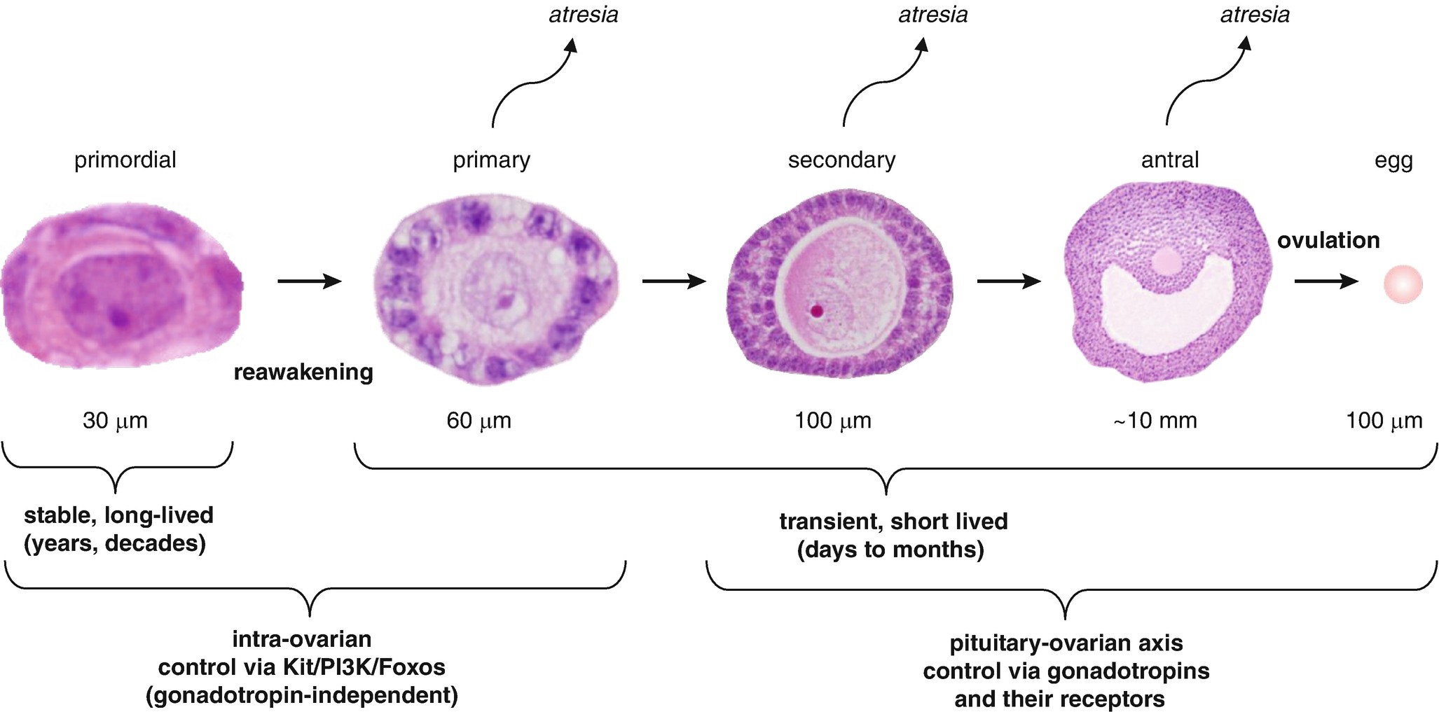 Development And Maldevelopment Of The Female Reproductive System