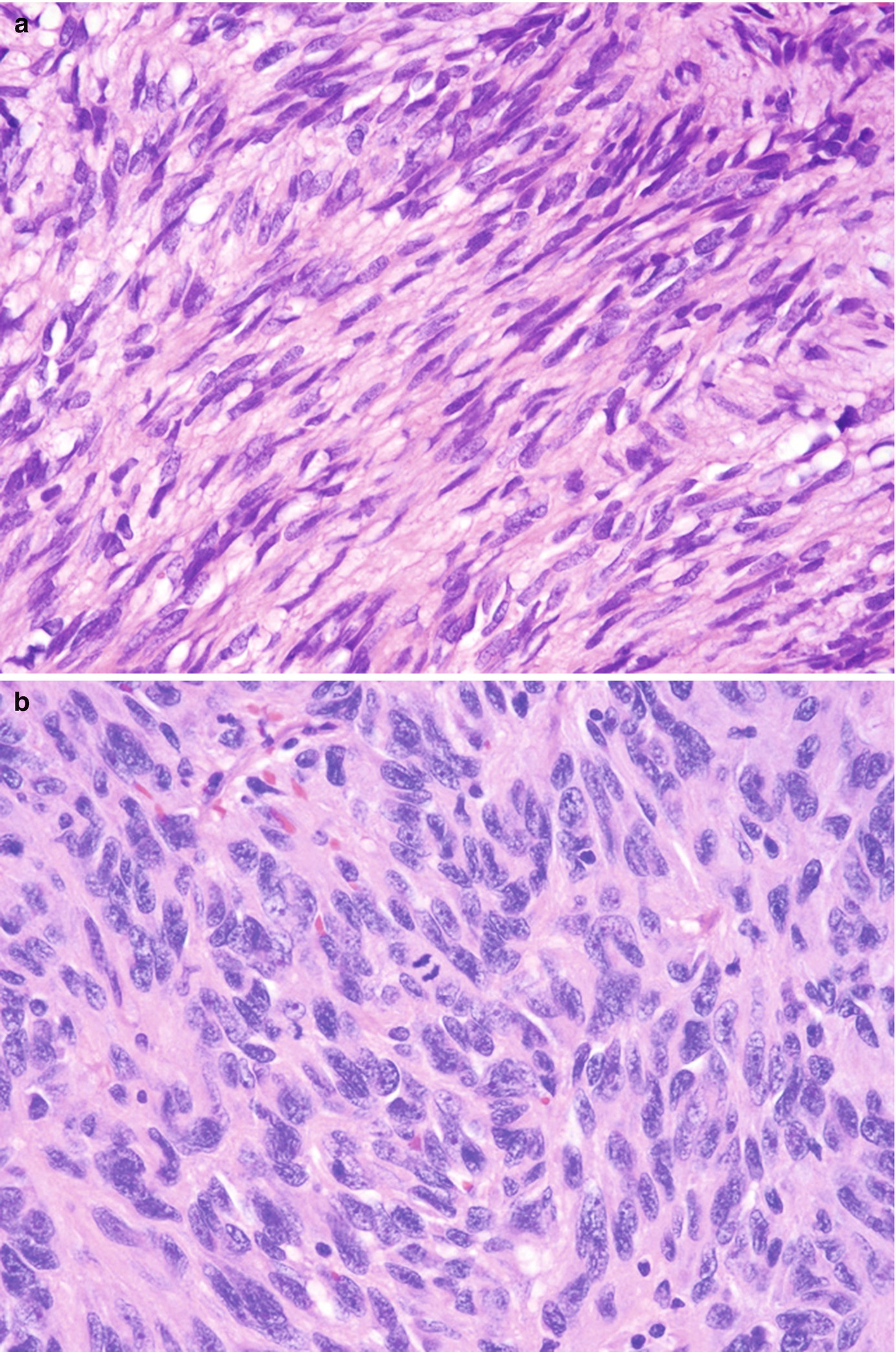 Histology Springerlink