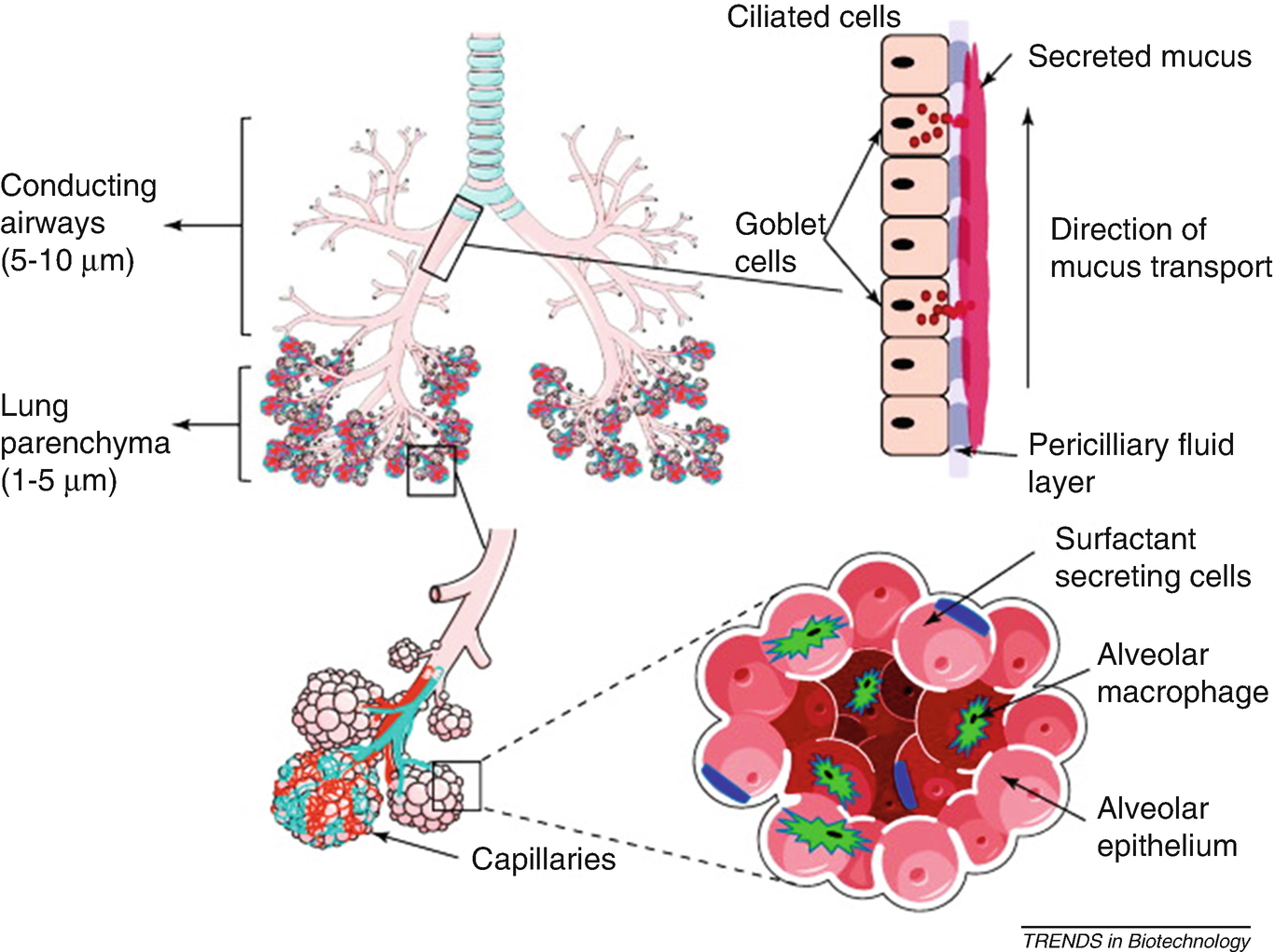 Inhalation Drug Therapy Emerging Trends In Nasal And Pulmonary
