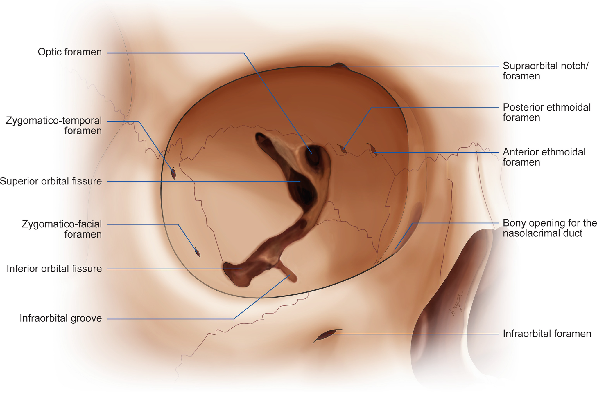 Anatomy Springerlink