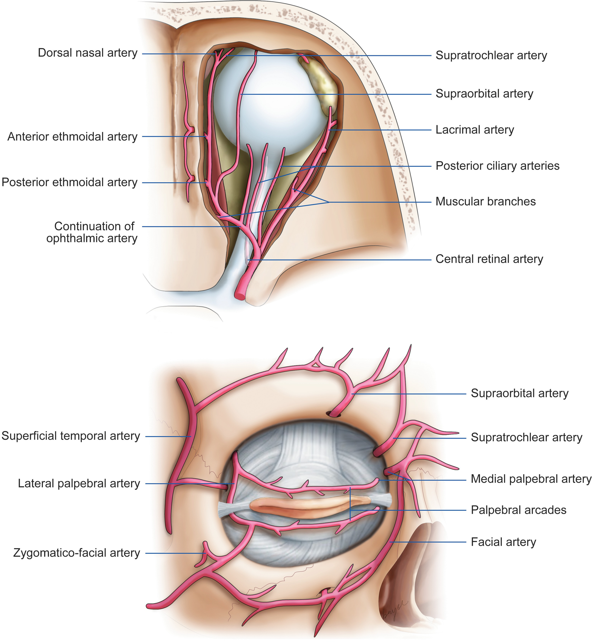 Anatomy Springerlink - 