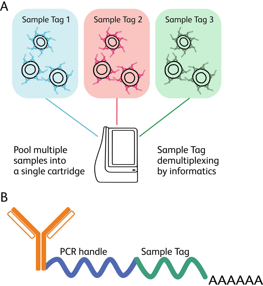 Quantitation of mRNA Transcripts and Proteins Using the BD Rhapsody™  Single-Cell Analysis System | SpringerLink