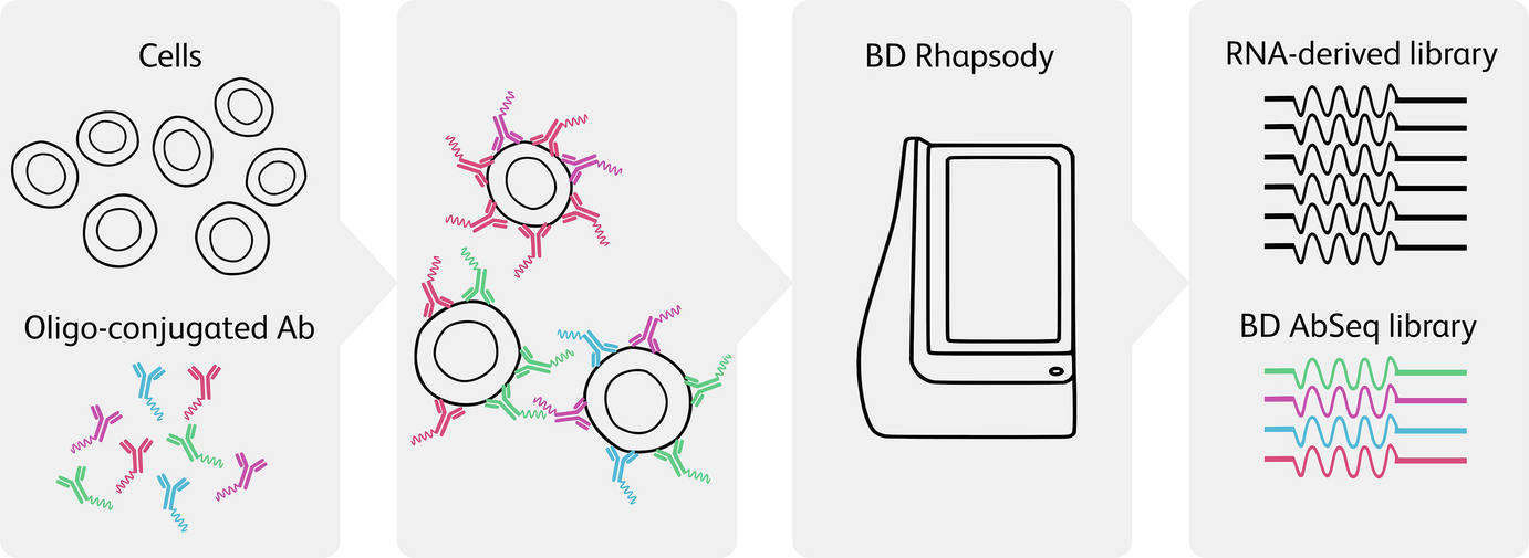 Quantitation of mRNA Transcripts and Proteins Using the BD Rhapsody™  Single-Cell Analysis System | SpringerLink