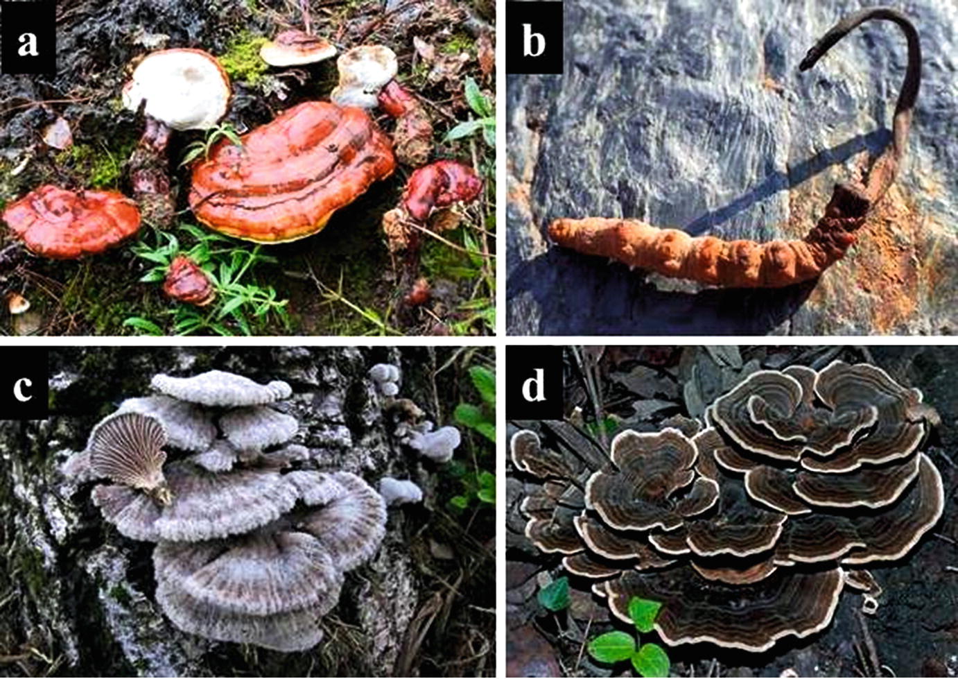 Recent Progress In Research On The Pharmacological Potential Of Mushrooms And Prospects For Their Clinical Application Springerlink