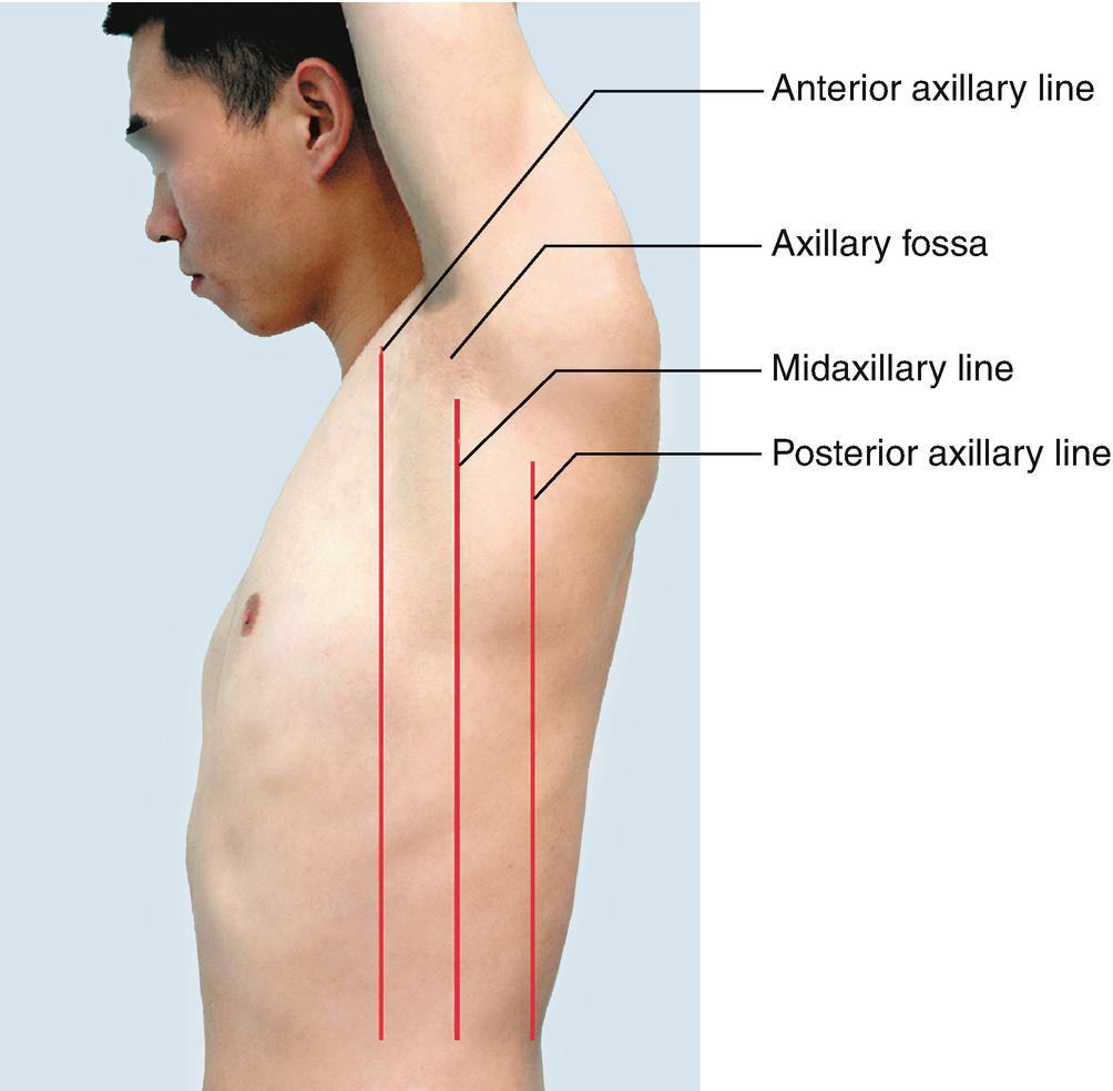 Physical Examination Of Chest Springerlink
