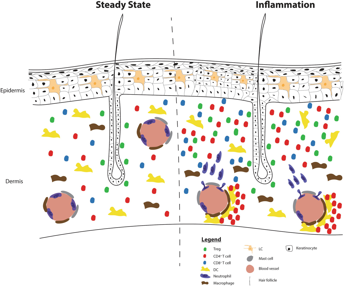 Live Imaging Of The Skin Immune Responses Springerlink