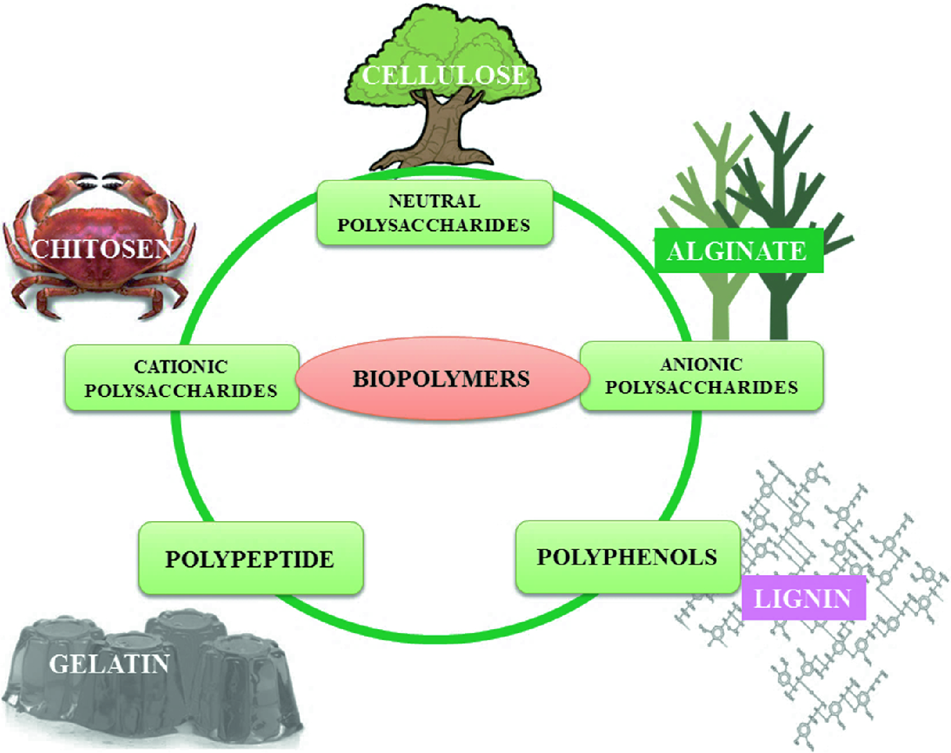 biopolymer removal