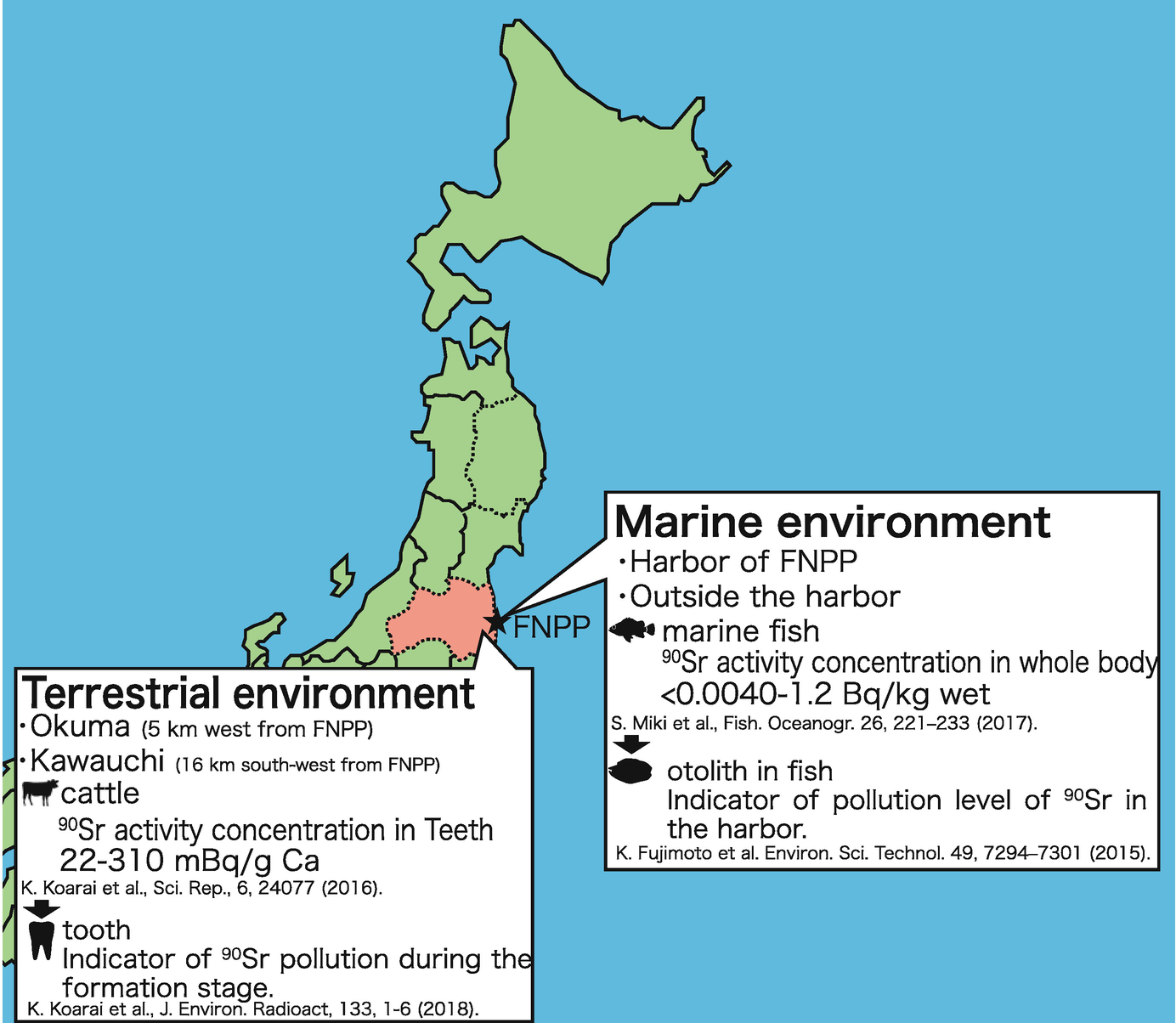 Incorporation And Accumulation Of Strontium 90 In The Hard Tissue Of Animals And Their Relationship With Strontium 90 Pollution In The Environment Springerlink