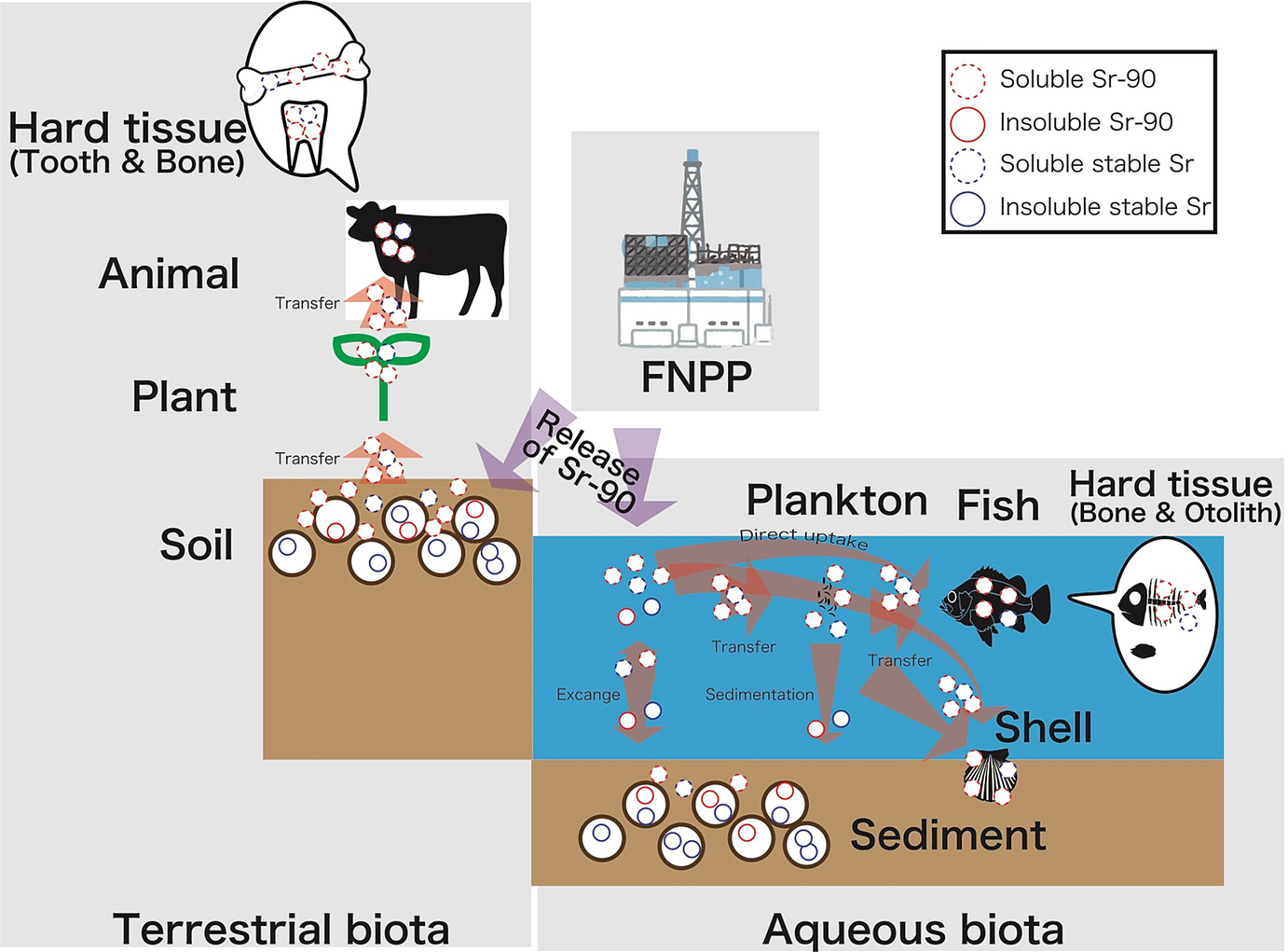 Global strontium 90 radiation effects fish
