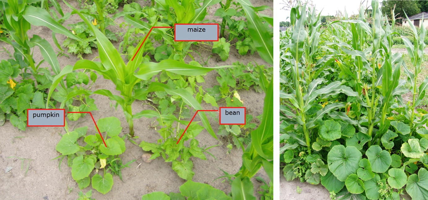 Polyculture Management A Crucial System For Sustainable