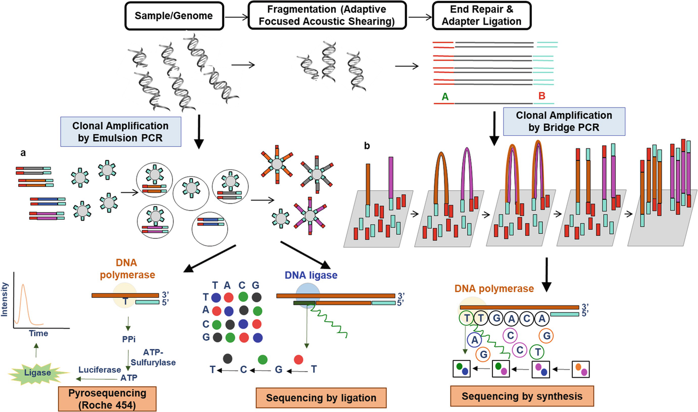 Next-Generation Sequencing and Its Application: Empowering in Public Health  Beyond Reality | SpringerLink