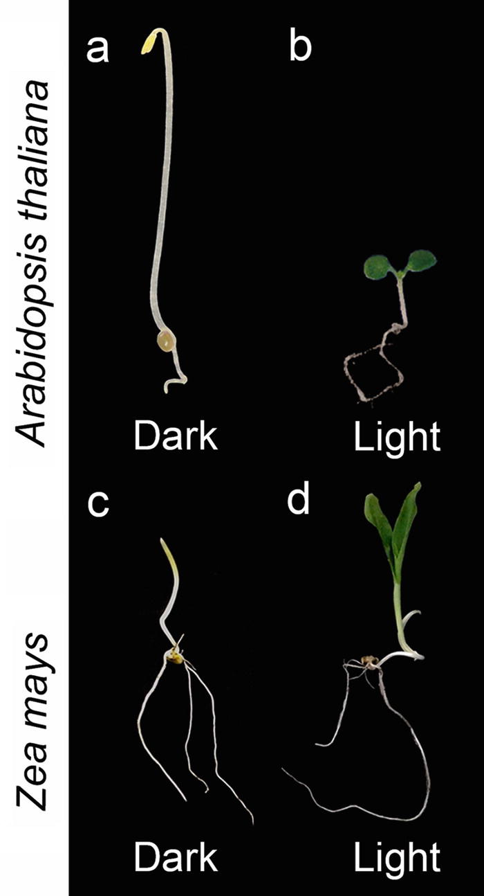 the light awakens sensing light and darkness springerlink the light awakens sensing light and darkness springerlink