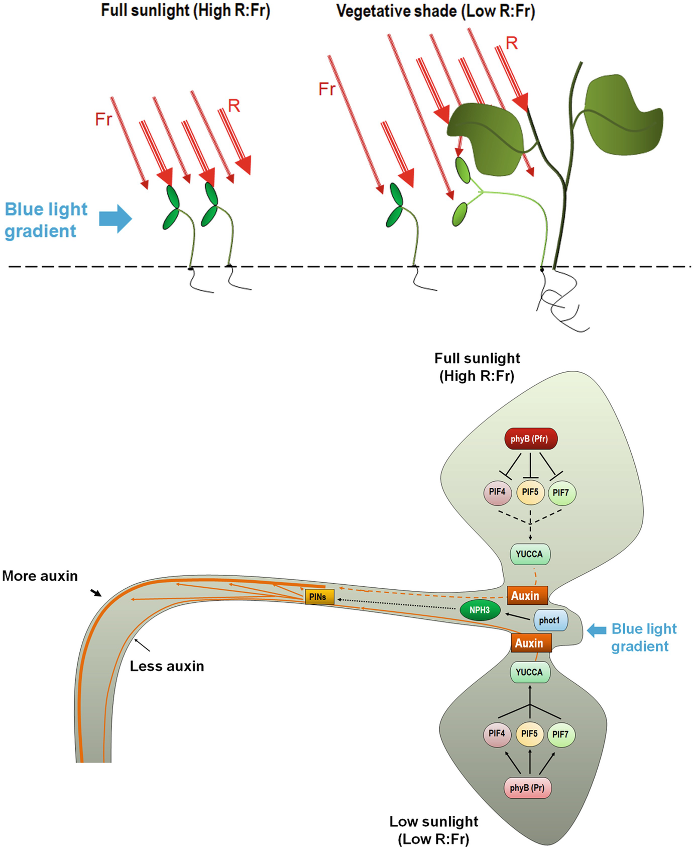 the light awakens sensing light and darkness springerlink the light awakens sensing light and darkness springerlink