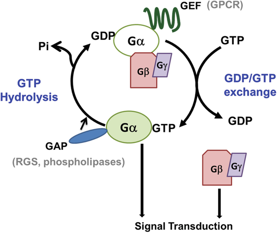 Heterotrimeric G-Protein Signaling in Plants | SpringerLink