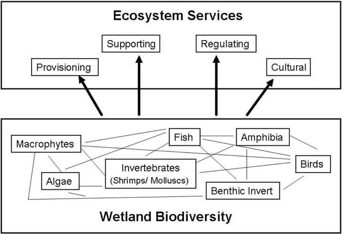 Cowardin Classification Chart