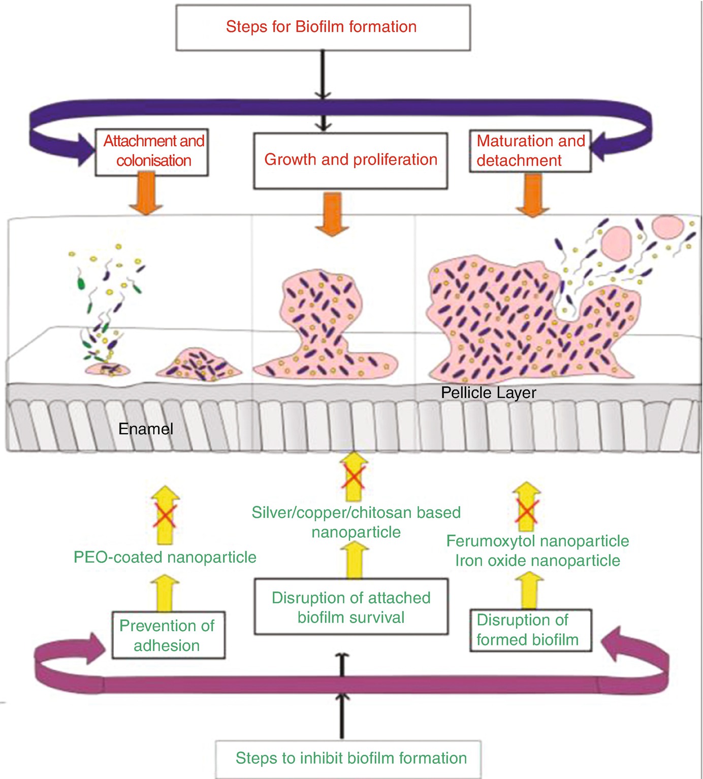 Application Of Nanoparticles In Dentistry Current Trends