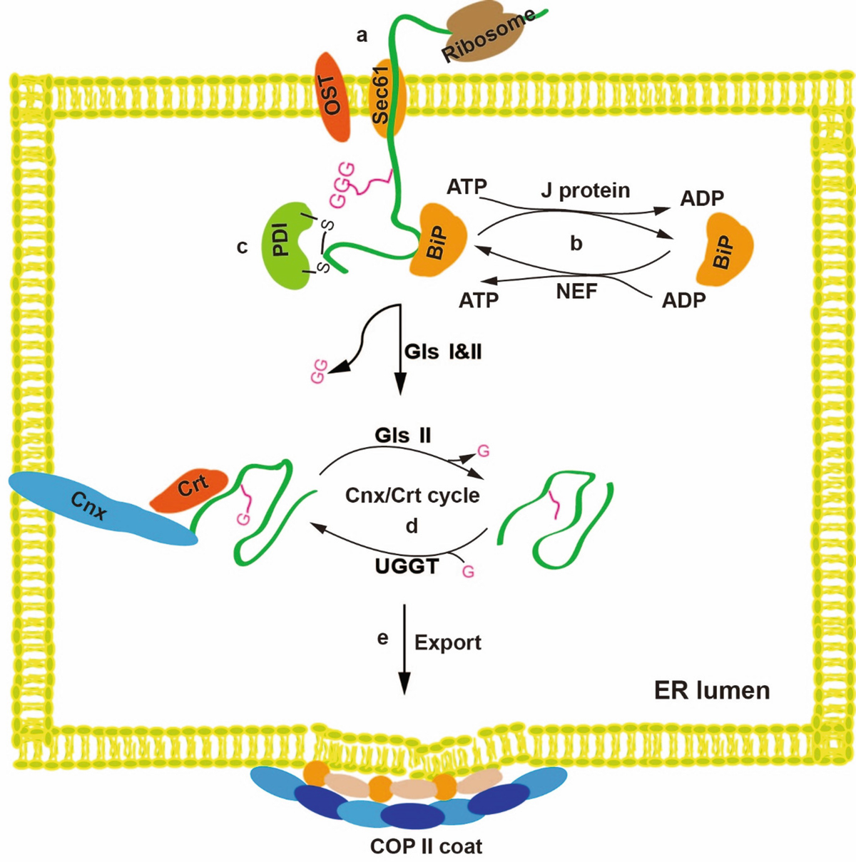 The Biosynthesis And Folding Of Oily Peptide Chains Springerlink