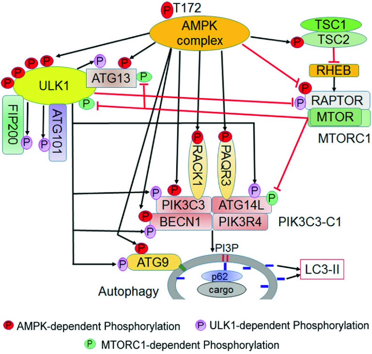 AMPK and Autophagy | Springer for Research & Development