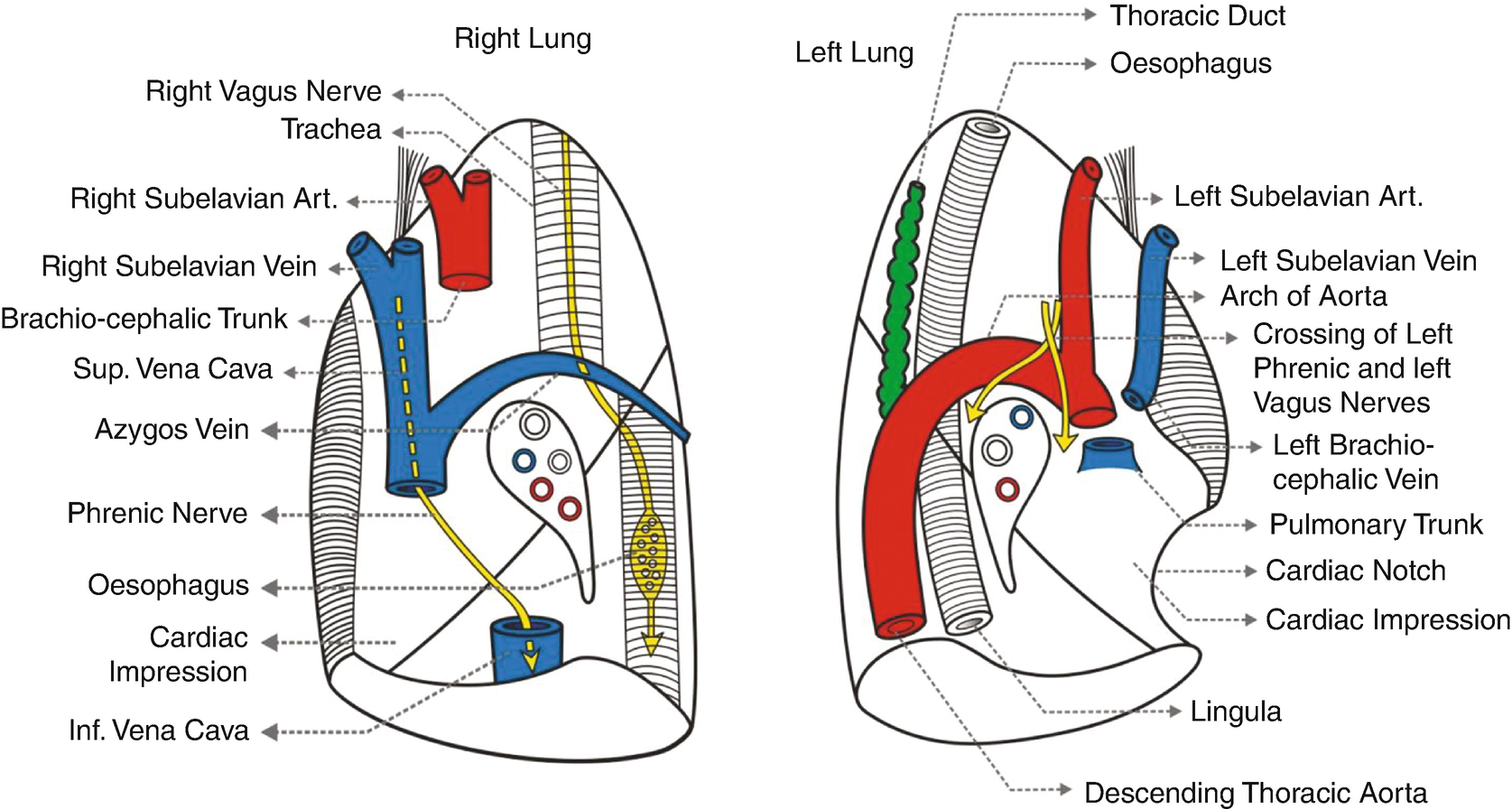 Nb The Structures Psoas Major Muscle Lies In Paravertebral Gutter Between The Bodies And Transverse Processes Of The Lumb Vertebrae Anatomy Lumbar Puncture