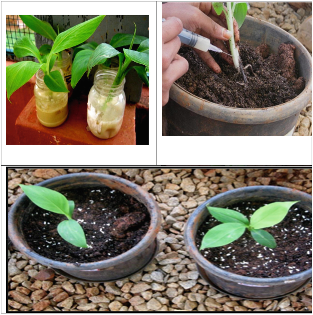 Endophytes A Potential Bio Agent For The Plant Protection