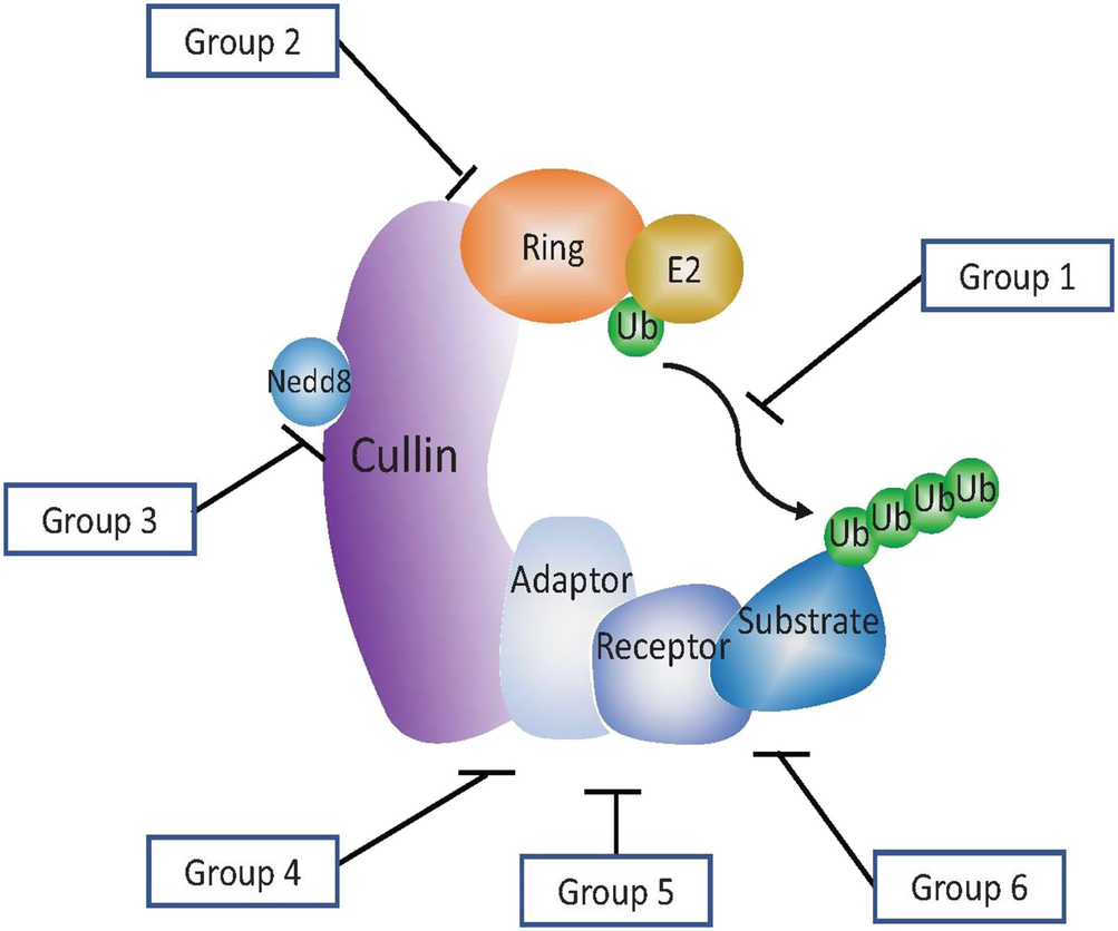 Targeting Cullin-RING Ubiquitin Ligases and the Applications in PROTACs |  SpringerLink