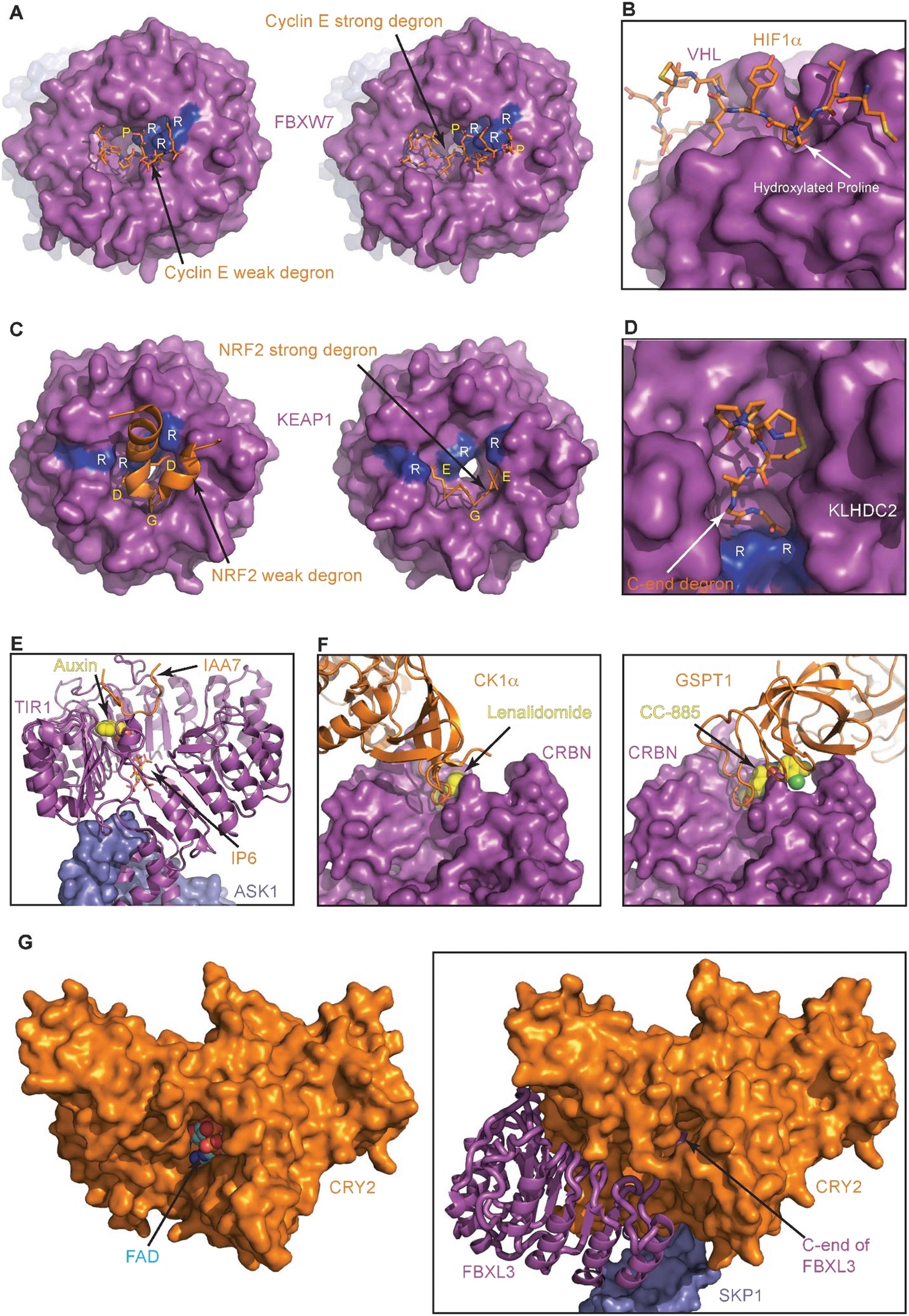 Structural Biology Of Crl Ubiquitin Ligases Springerlink