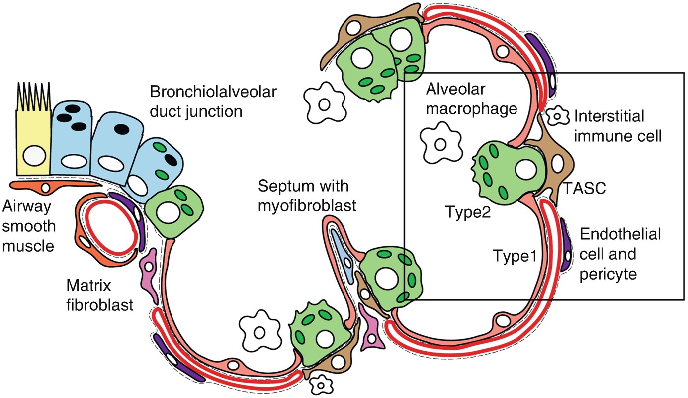 The Alveolar Stem Cell Niche Of The Mammalian Lung Springerlink
