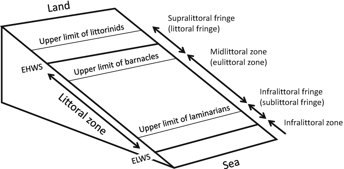 Marine Ecology Intertidal Littoral Zone Springerlink
