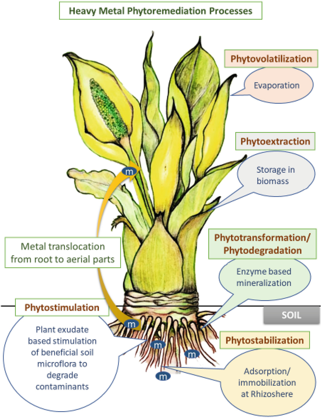 An Efficient Plant Microbe Phytoremediation Method To Remove Formaldehyde From Air Springerlink
