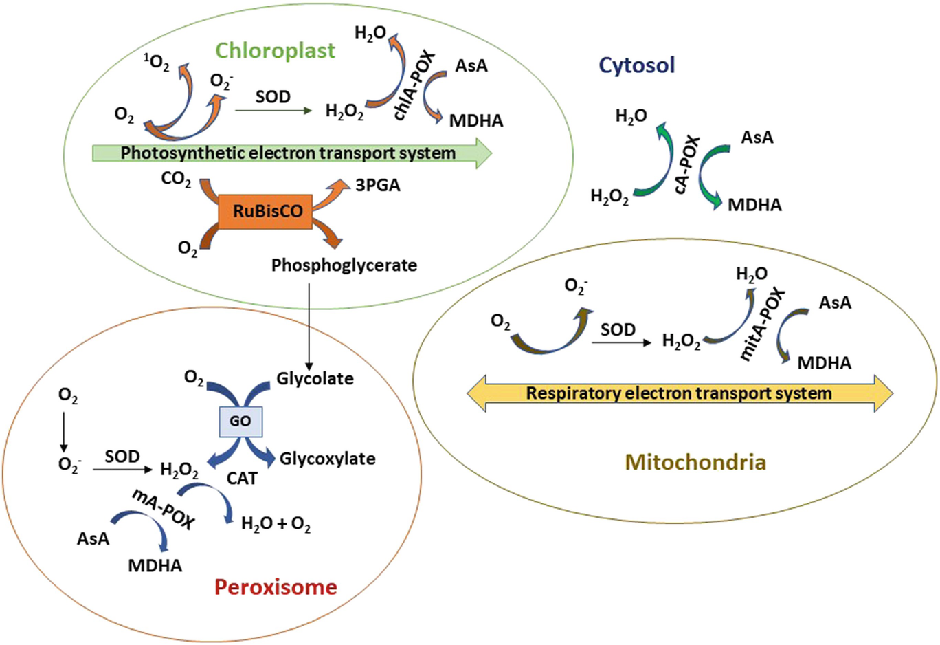 Adaptive Strategies Of Plants Under Adverse Environment Mitigating Effects Of Antioxidant System Springerlink