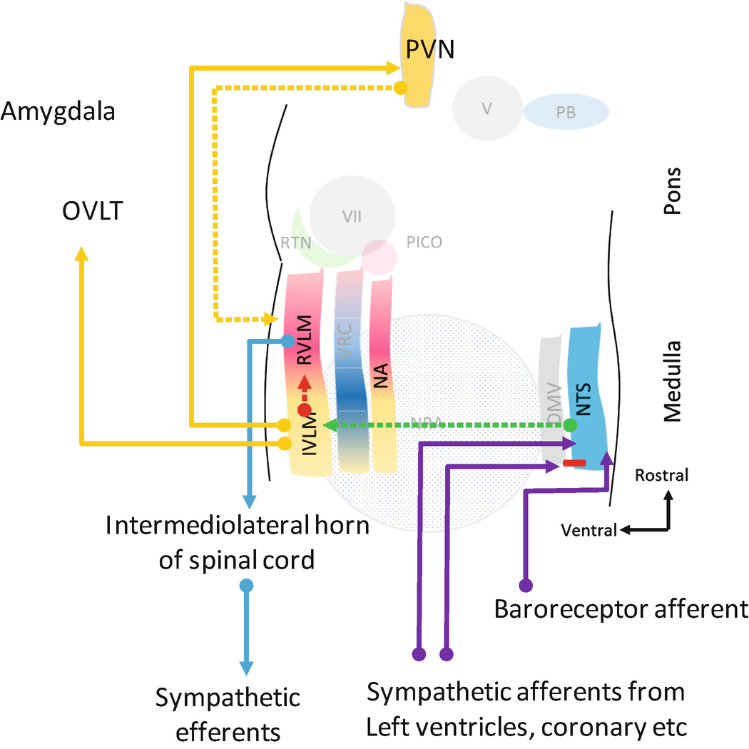 Physiology Of Cardiovascular System Springerlink