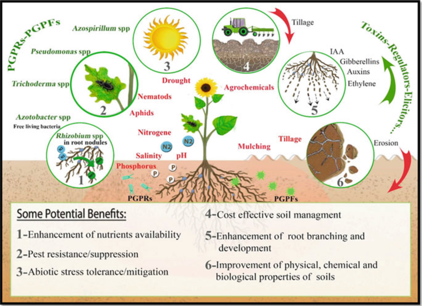 Biofertilizers And Biopesticides Microbes For Sustainable Agriculture Springerlink