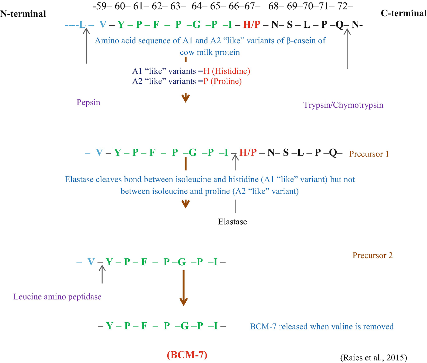 A1 Milk Hypothesis Springerlink