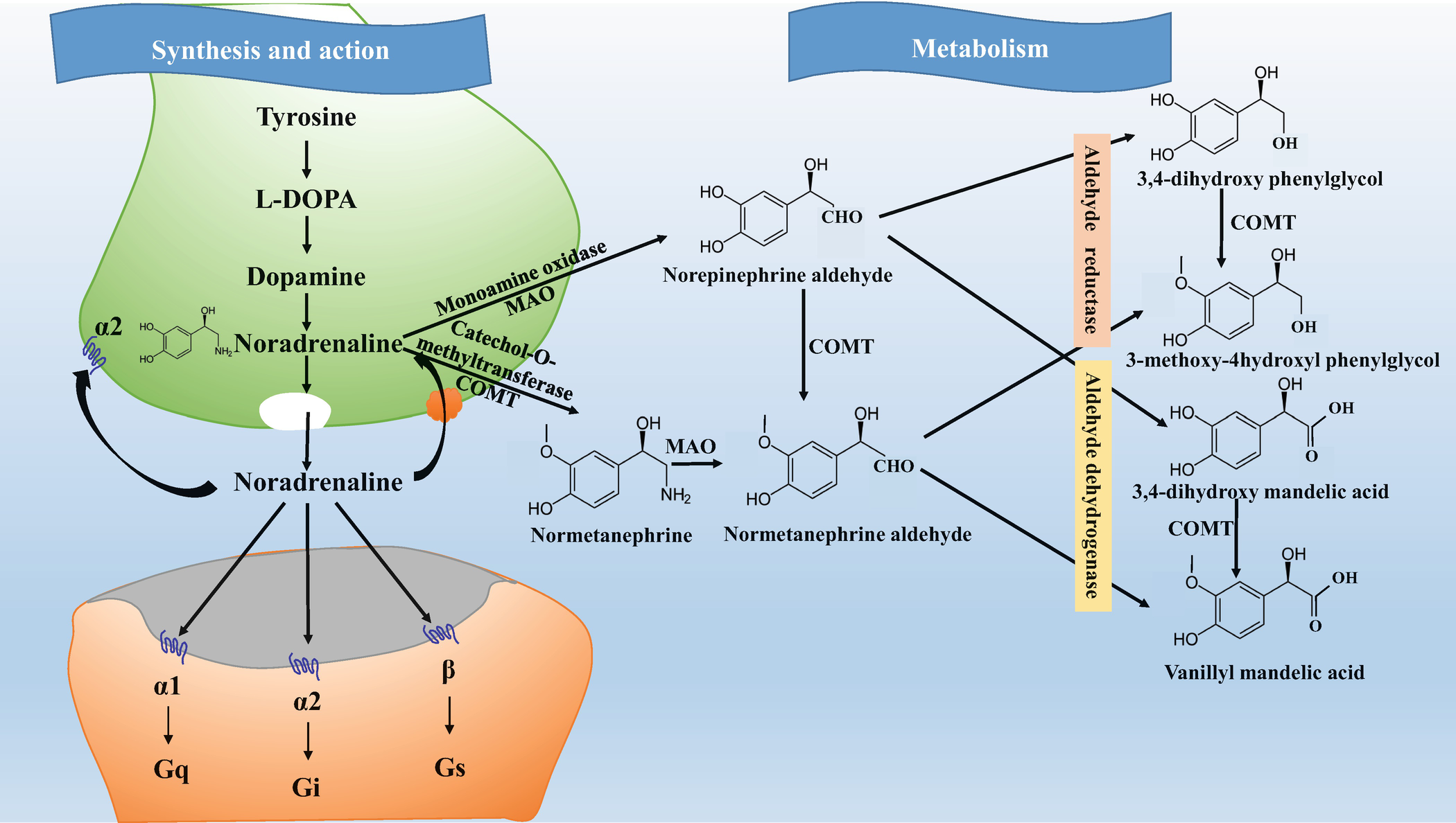 Pharmacology of Adrenaline, Noradrenaline, and Their Receptors |  SpringerLink