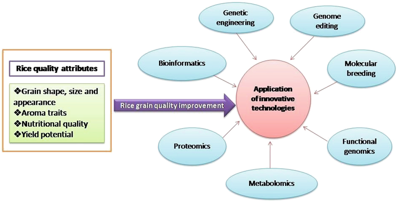 Improvement Of Rice Quality The New Revolution Springerlink