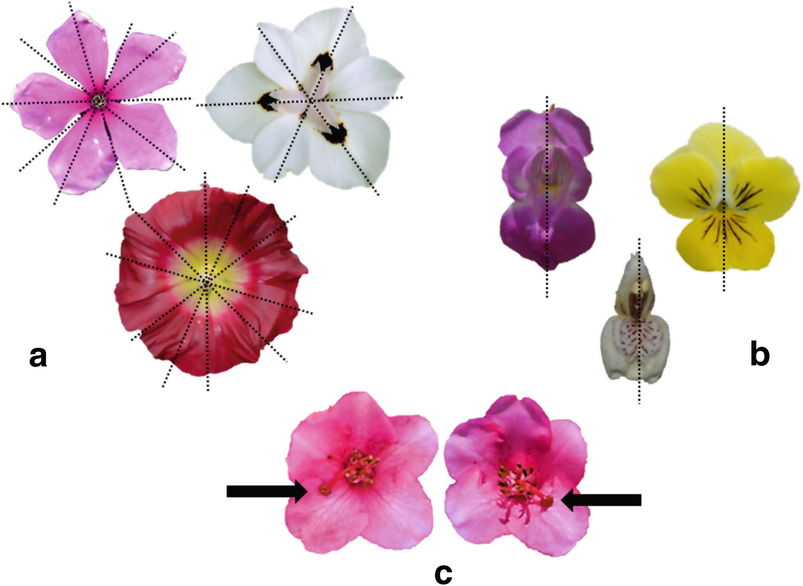 Floral Symmetry What It Is How It Forms And Why It Varies Springerlink