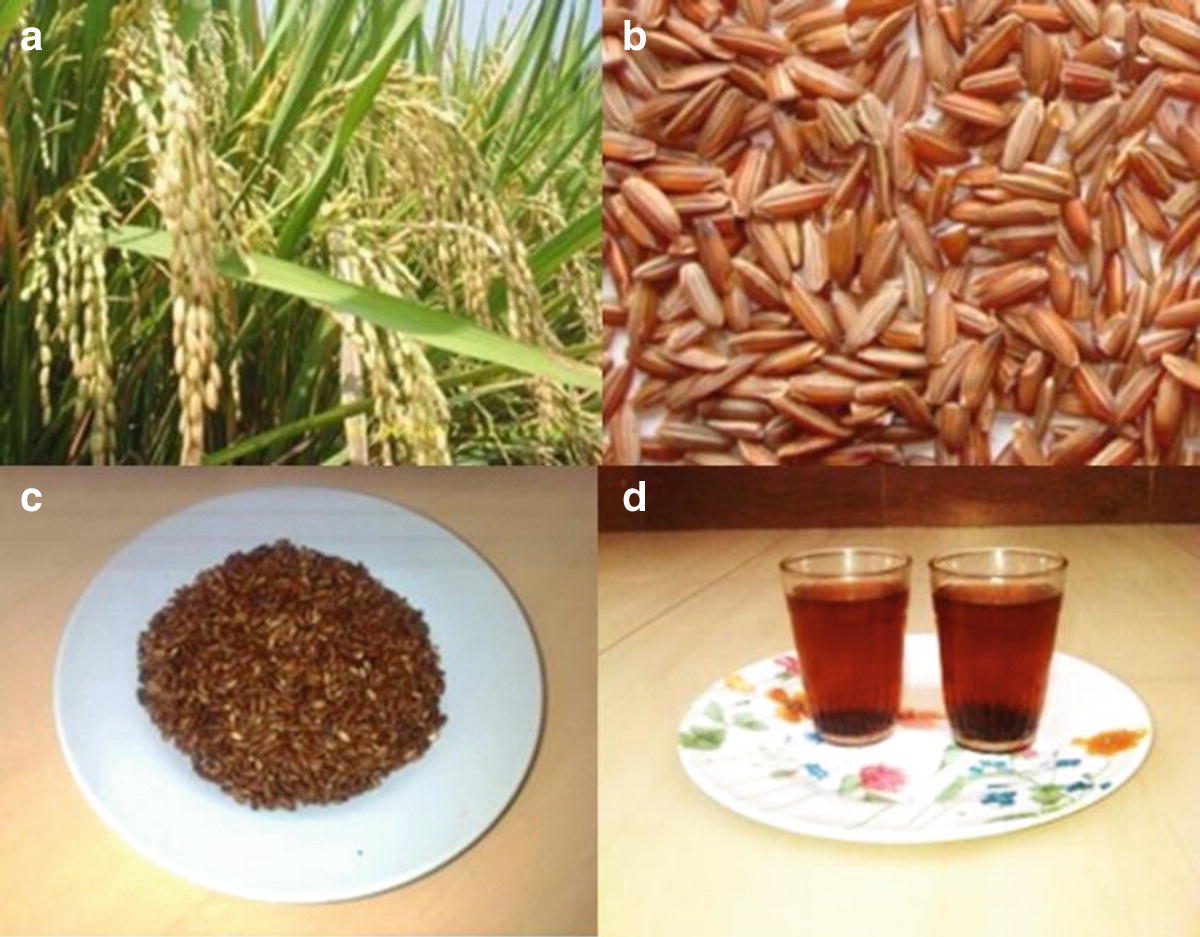 Development Of Local Rice On The Tabanan Regency Of Bali Springerlink