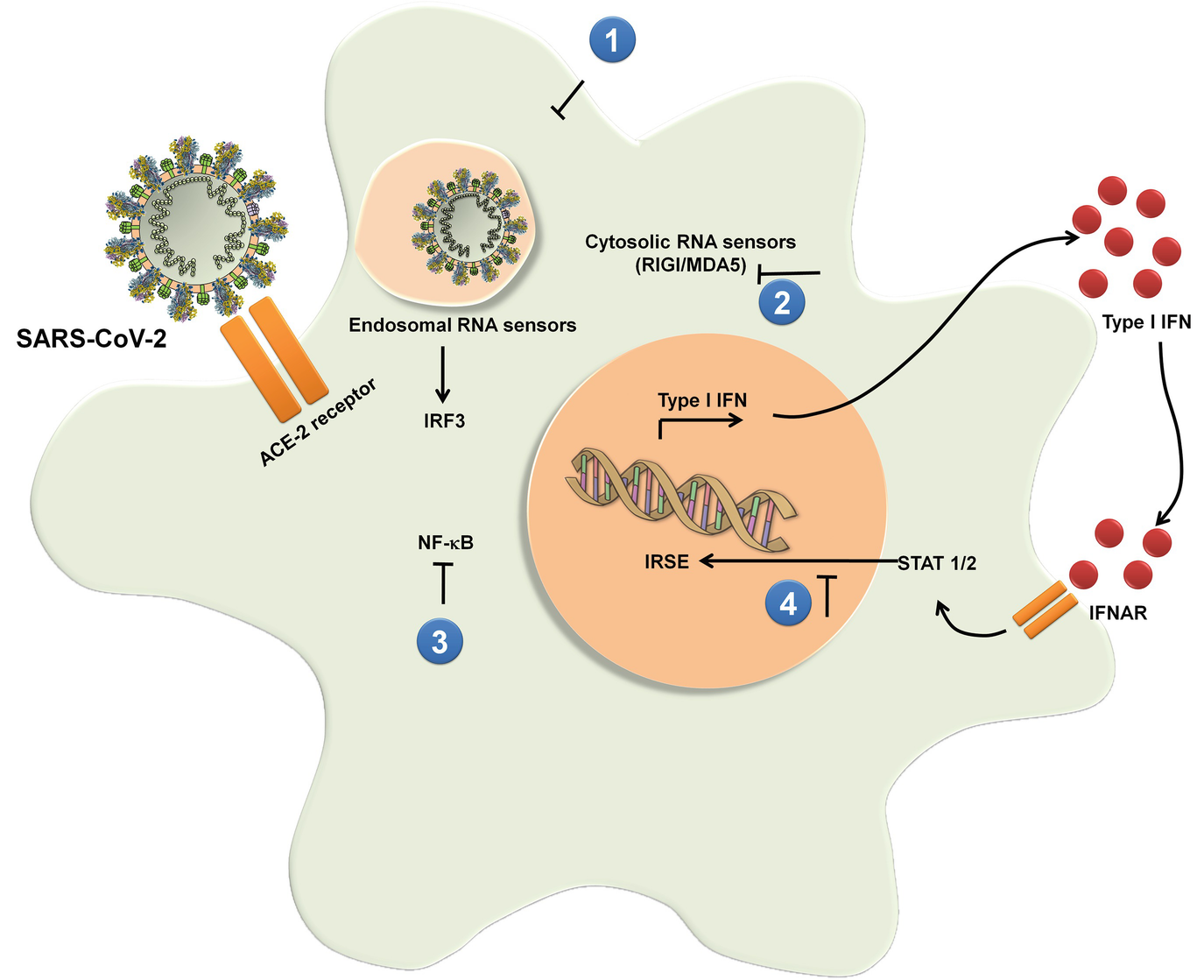 Host Immune Response And Immunobiology Of Human Sars Cov 2 Infection Springerlink