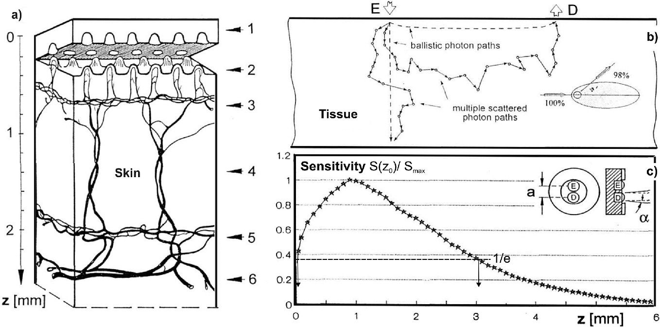 Skin Perfusion Studies Historical Notes And Modern Measuring Strategies Using Non Invasive Photoplethysmographic Sensor Concepts Springerlink