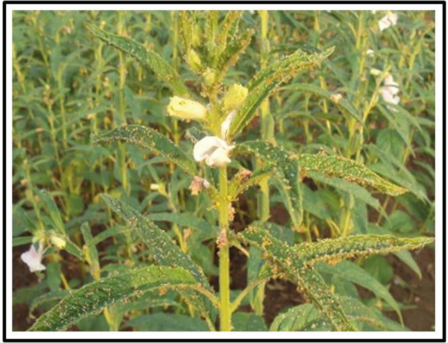 Sucking Pests Of Oilseed Crops Springerlink