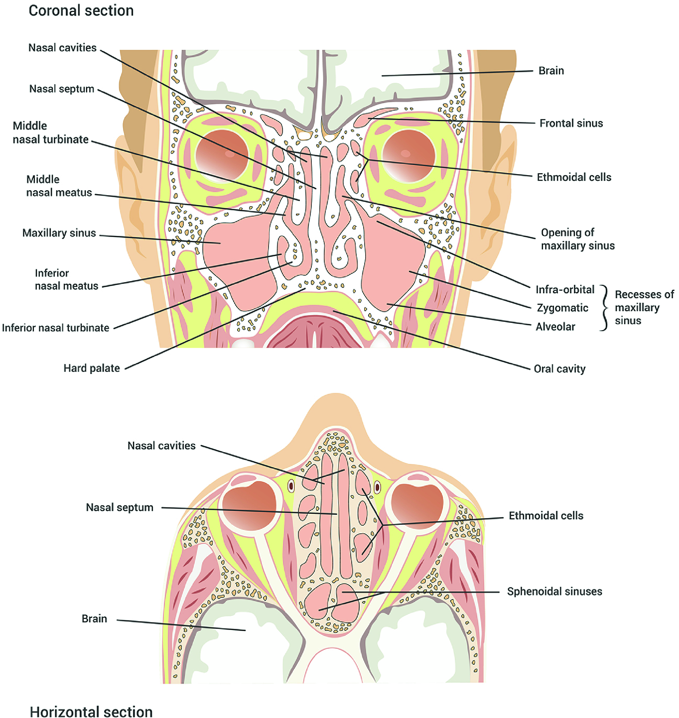 Anatomy And Physiology Of The Human Nose Springerlink