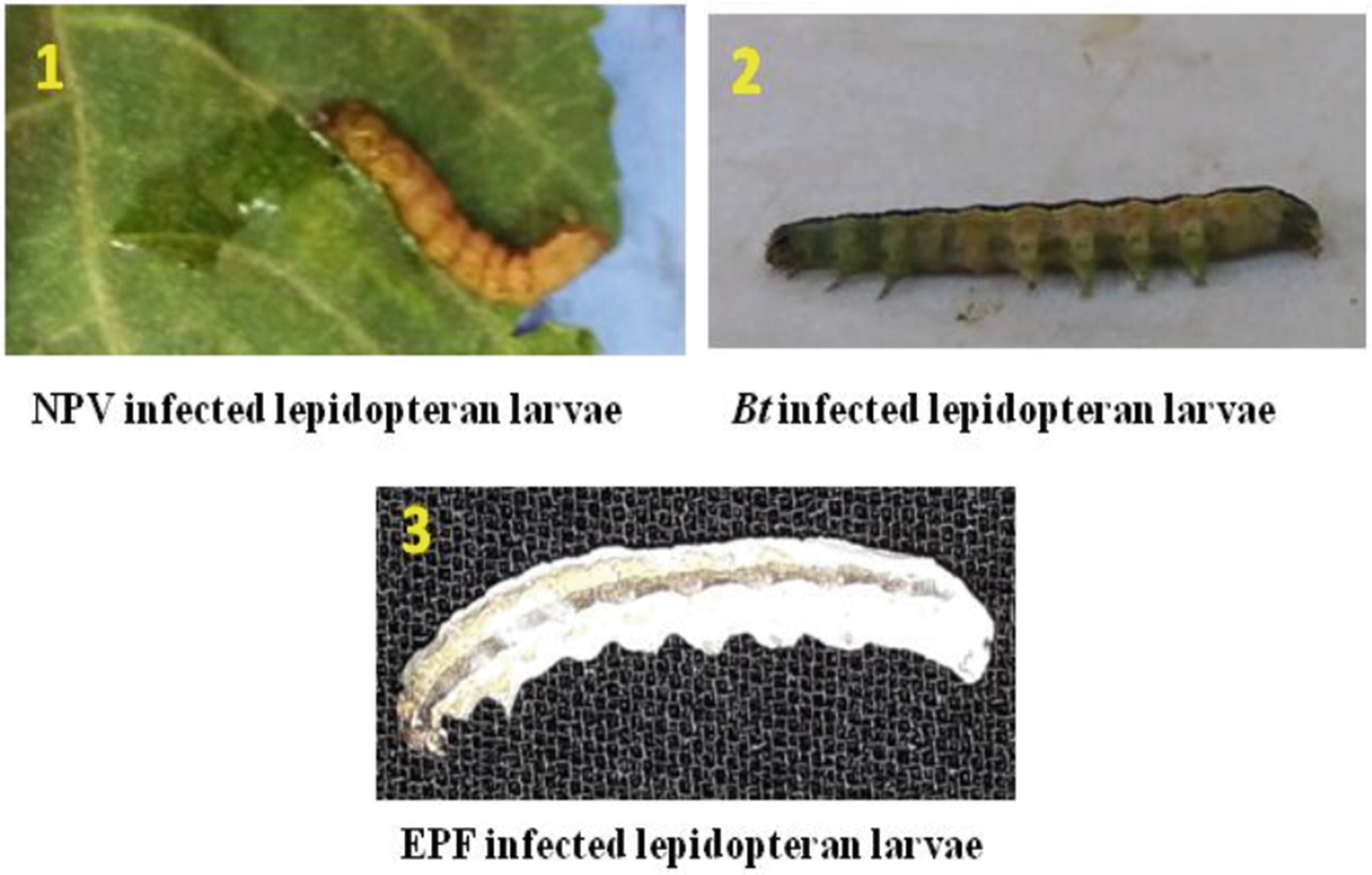 Entomopathogenic Microbes For Sustainable Crop Protection Future Perspectives Springerlink