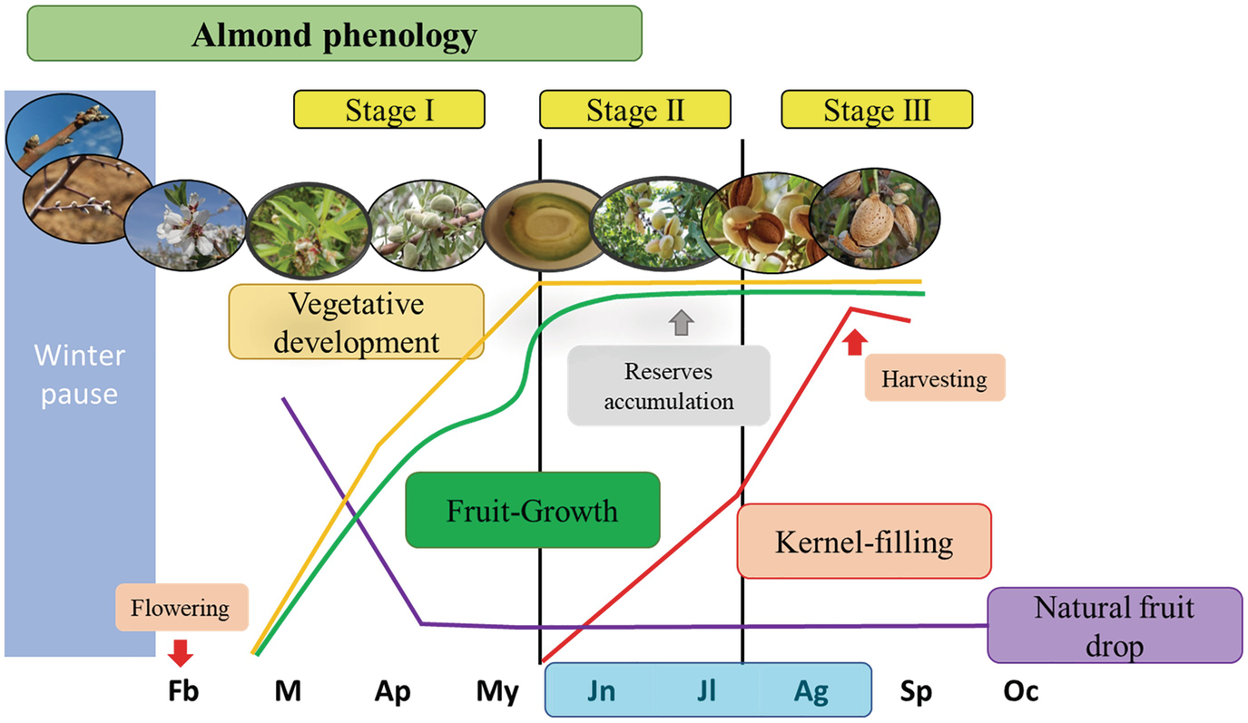 Linking Sustainability And Competitiveness Of Almond Plantations Under Water Scarcity And Changing Climate Springerlink