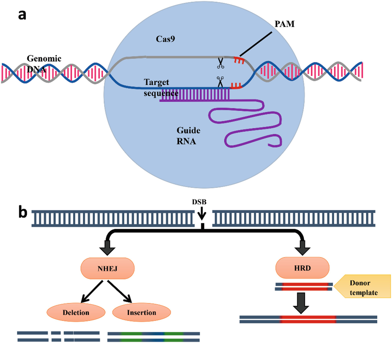Delivery Methods Resources And Design Tools In Crispr Cas Springerlink