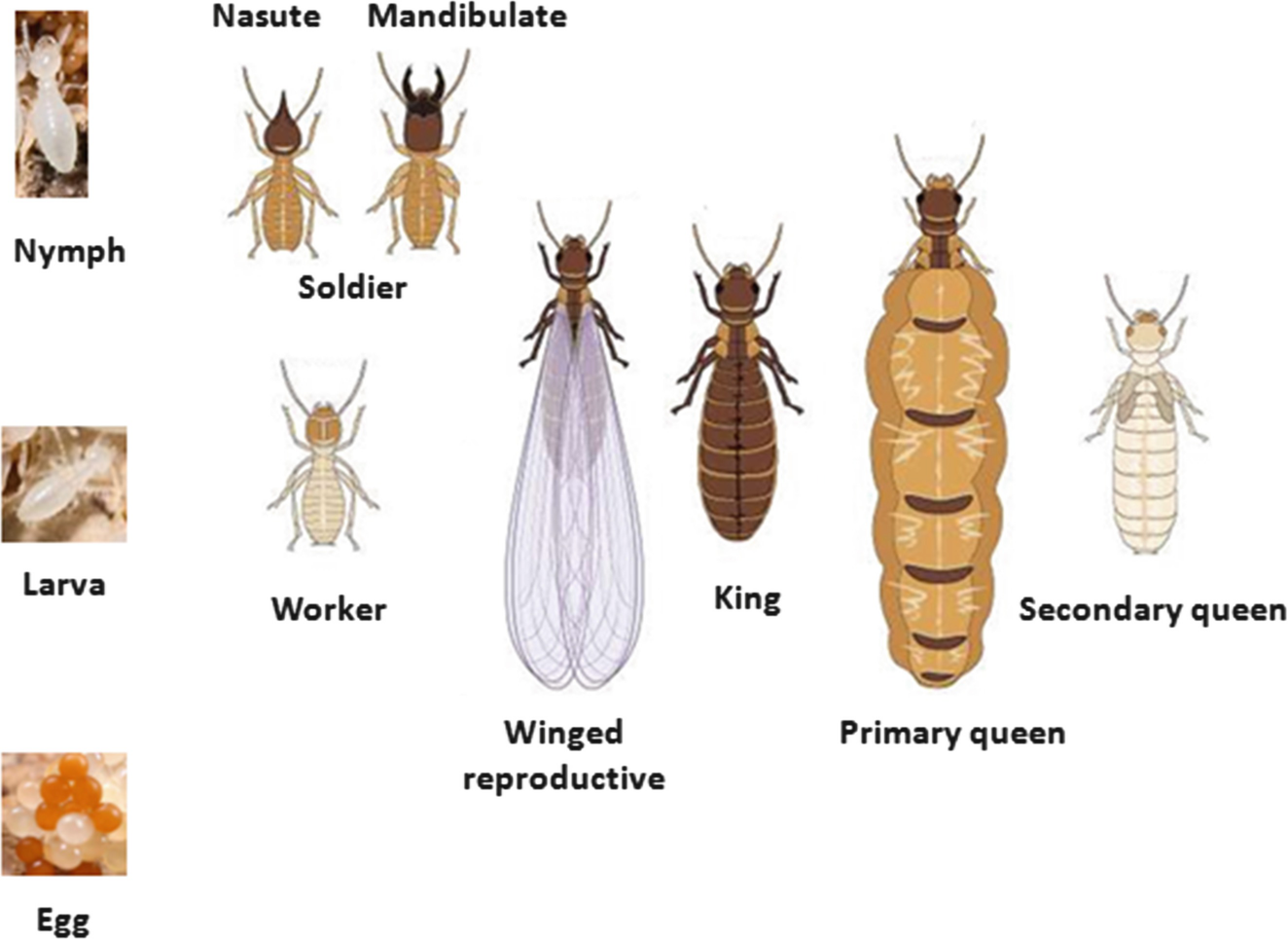 Termites Springerlink