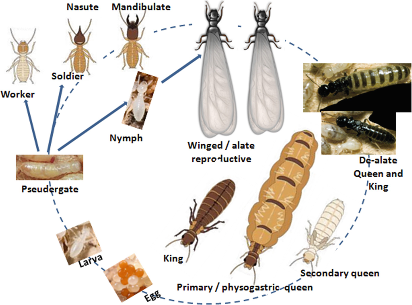 Termites Springerlink