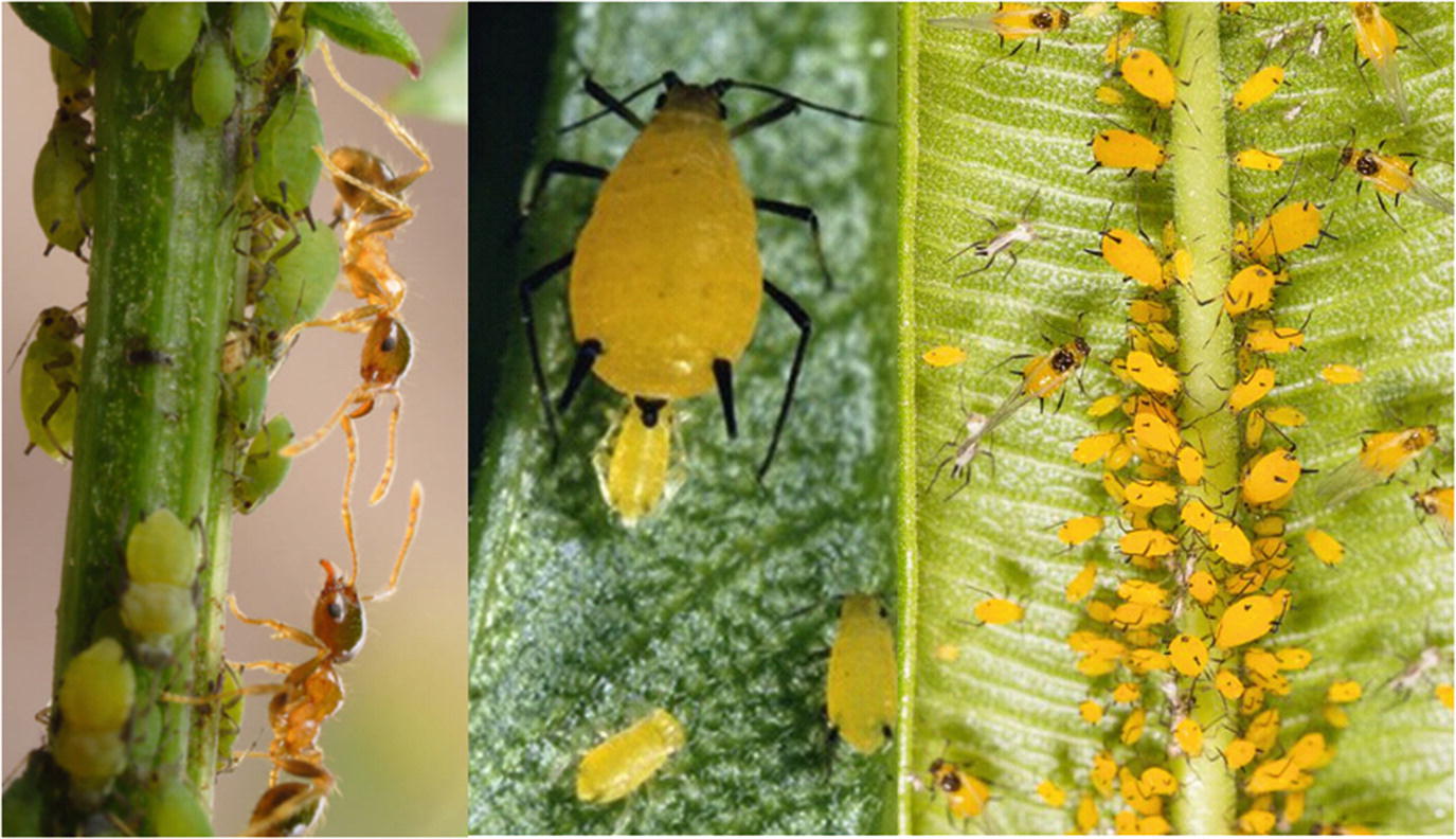 Aphids Springerlink