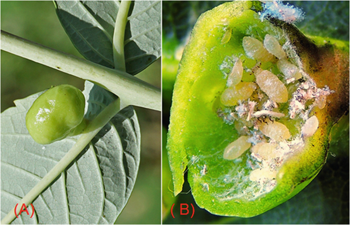 Aphids Springerlink Aphids Springerlink